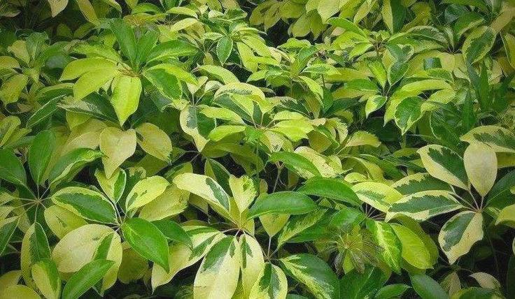 如何养护室内观赏植物