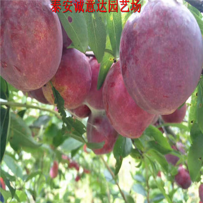 五月脆李子苗 园艺爱好者的理想之选