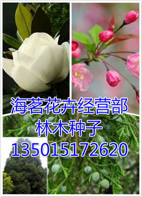 寻找最便宜的臭椿种子 价格对比与购买指南
